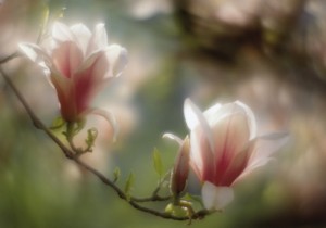FloreslindasdelicadasflowersFiori